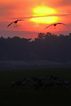 Kraniche im Sonnenaufgang