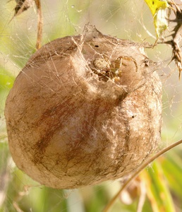 Krabbenspinne auf Wespenspinnenkokon