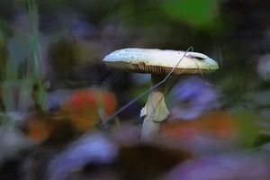 im letzten Sonnenlicht