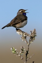 Blaukehlchen (Luscinia svecica)