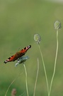 Tagpfauenauge mal anders