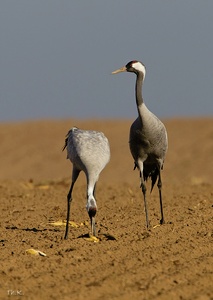 Kraniche