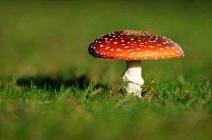 Fliegenpilz