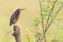 Green Heron (Butorides virescens)