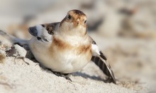 Schneeammer (Plectrophenax nivalis)