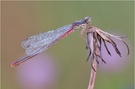 Späte Adonisjungfer (Ceriagrion tenellum )