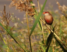 WELLENASTRILD (Estrilda astrild)