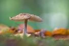 Pilz mit Herbstlaub