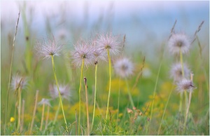 *Pulsatilla vulgaris*