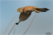 Turmfalke(Falco tinnunculus)
