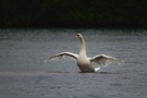 Schwan Wildlife