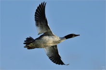 Mergus merganser