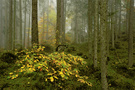 Herbst im Bergwald