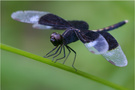 Neurothemis tullia