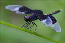 Neurothemis tullia