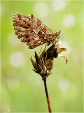 Magerrasen-Perlmutfalter - Boloria dia