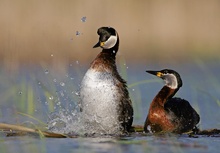 Red-necked Grebe