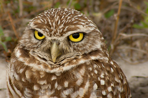 Burrowing Owl / Kanincheneule (Athene cunicularia) /Florida/USA / Portrait