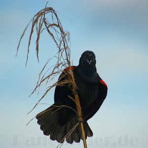 Florida, Rotschulterstärling, Red-winged Blackbird