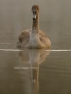 Schwan im Nebel