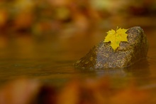 Farben im Herbstwald