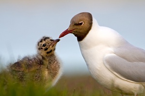 Nestflüchter