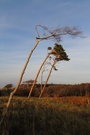 "Die vom Wind Gezeichneten"