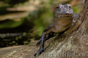 Junges Krokodil / Alligator in Florida
