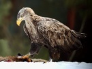 Seeadler