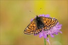 ~ Euphydryas cynthia ~