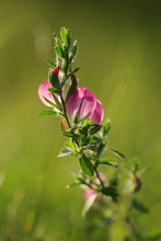 Hauhechel im Herbst