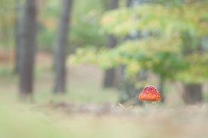 Fliegenpilz im Wald