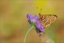 ~ Euphydryas cynthia (2)~