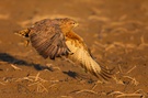 Bussard im Tiefflug