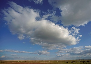 Puszta mit Graurindern
