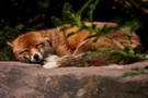 Siesta beim Fuchs