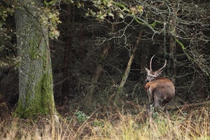 Antilope oder Rotspießer