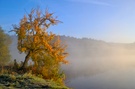 Herbstbaum am Maar