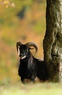 Mouflon