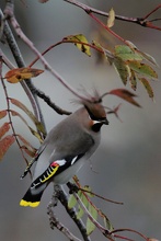 Seidenschwanz im Herbst