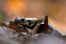 Feuersalamander