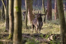 Damwildbrunft – Adrenalinschübe am Brunftplatz