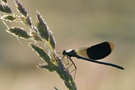 Prachtlibelle II