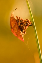 Herbst-Kleber