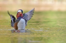 Mandarin-Enten Serie VI