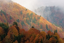 Herbstwald in den Karpaten