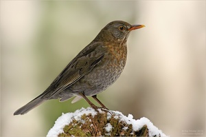 Amsel