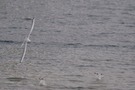 Möven auf der Donauinsel