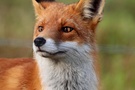 Fuchs 2