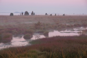 Morgenstimmung im Rehdener Geestmoor